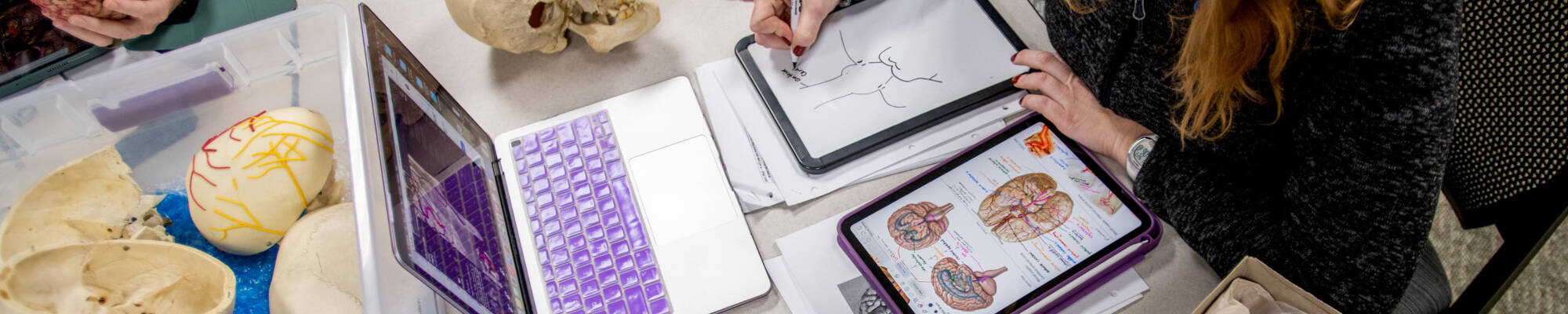 Health Science Student Studying Anatomy